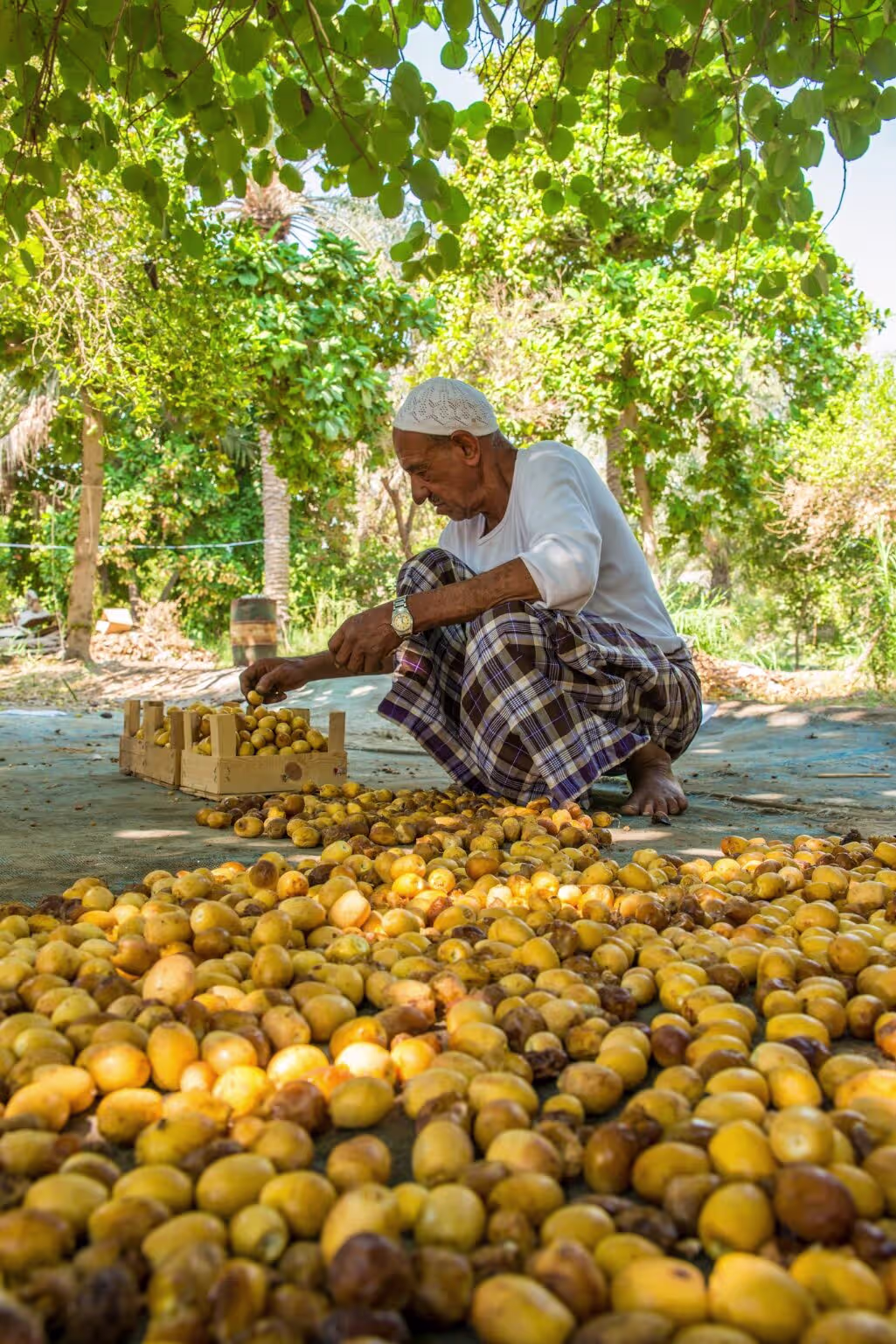 المناظر الطبيعية الخصبة قرب المدينة المنورة